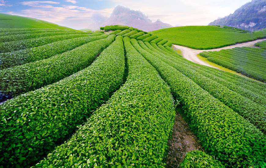 Tea plantations Moc Chau